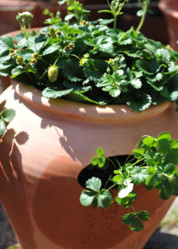 Terracotta Strawberry Pot strawberry pot